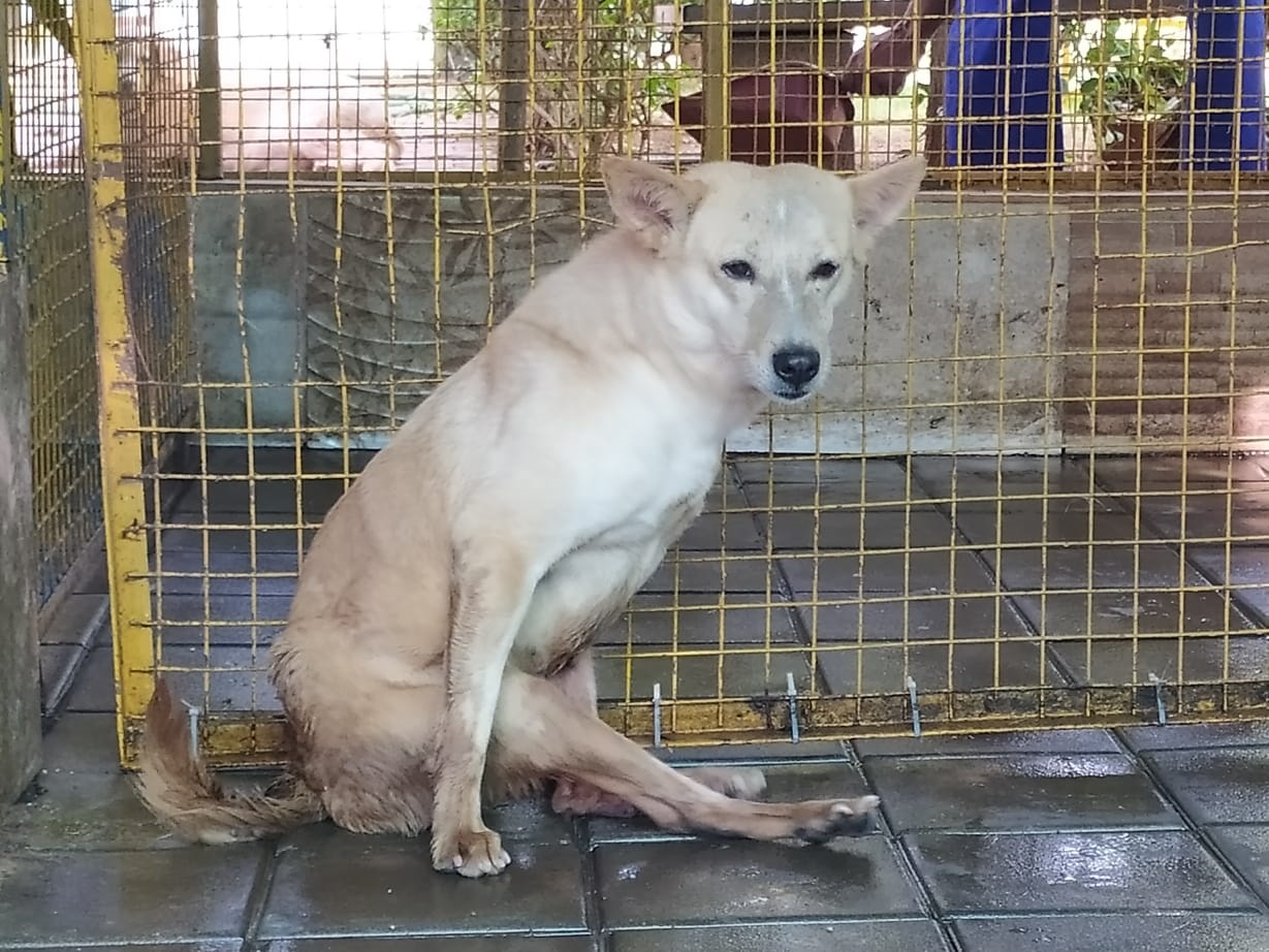 Scooby, a resident at Charlie’s Animal RescueCentre, was paralysed after a car accident.