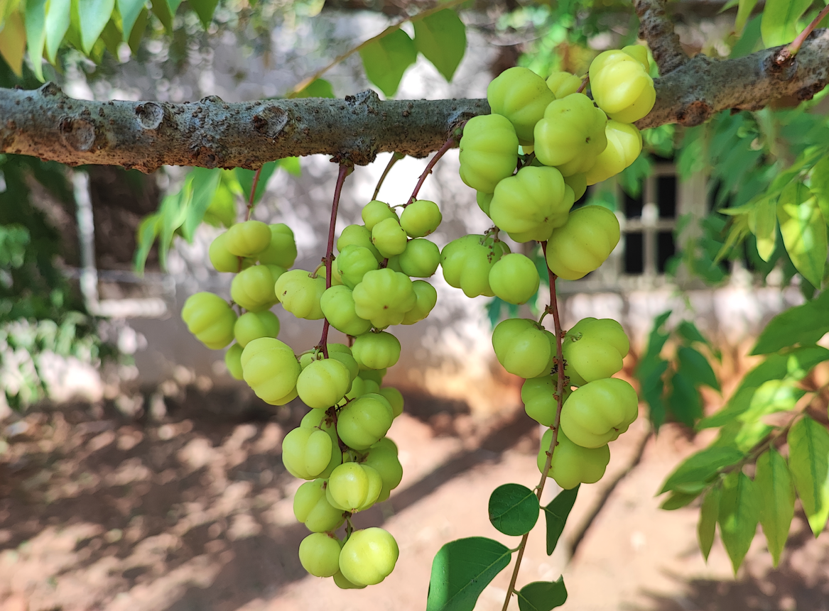 Xiaomi 11T Pro 5G camera samples. Credit: DH Photo/KVN Rohit