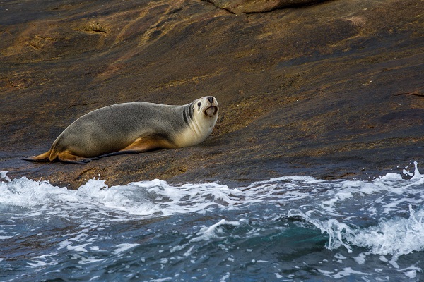 Sea Lions are kept warm by a thick layer of blubber underneath their skin.