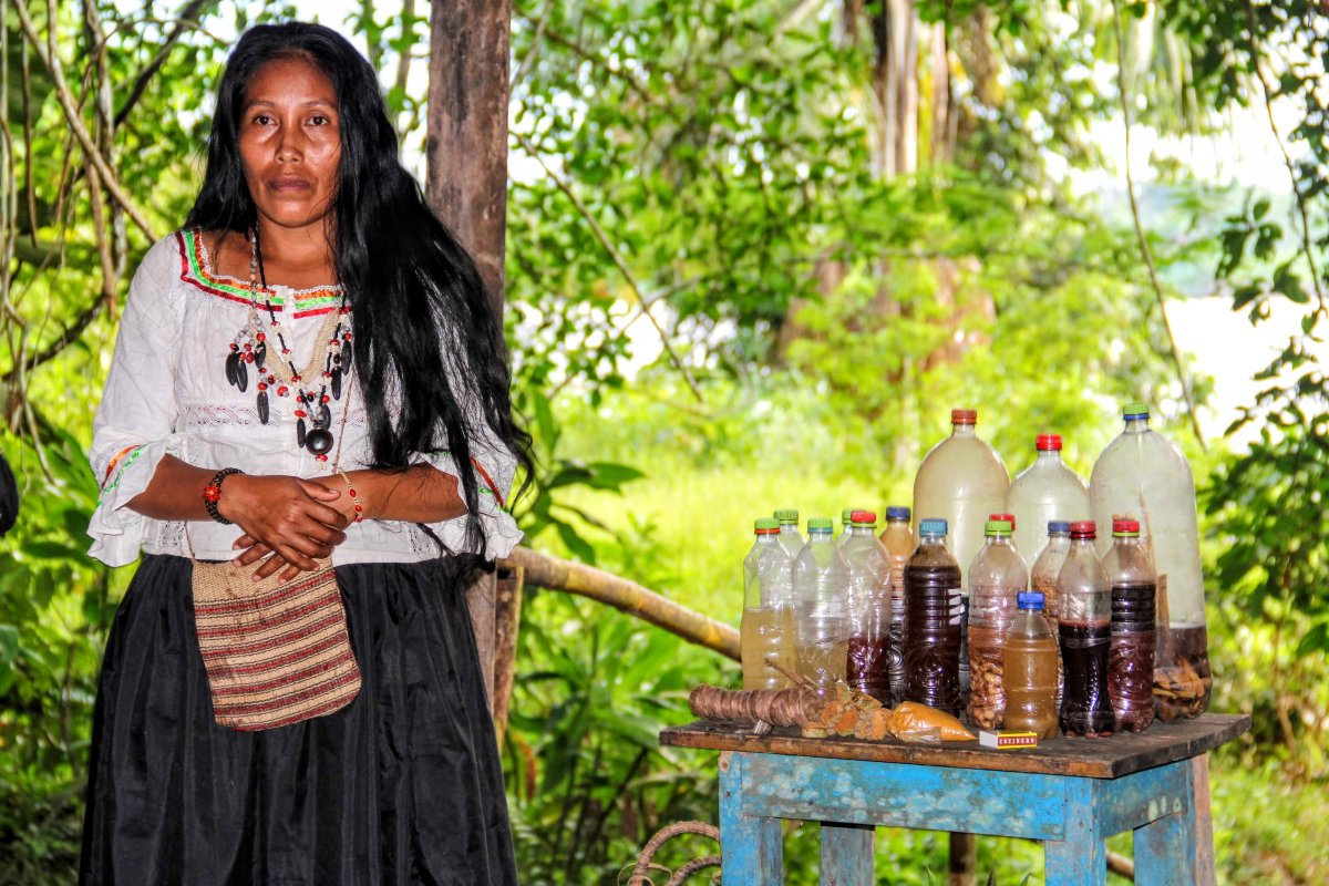 A shaman demonstrates a collection of leaves, bark, nuts, berries and liquids, known to contain cure for many illnesses & disabilities.
