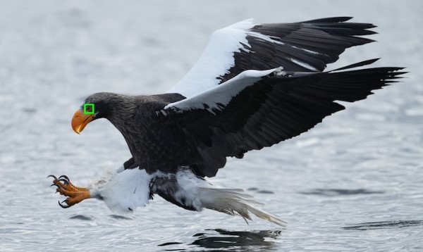 Alpha 1 employs high-level subject recognition technology to provide Real-time Eye AF for birds. Credit: Sony