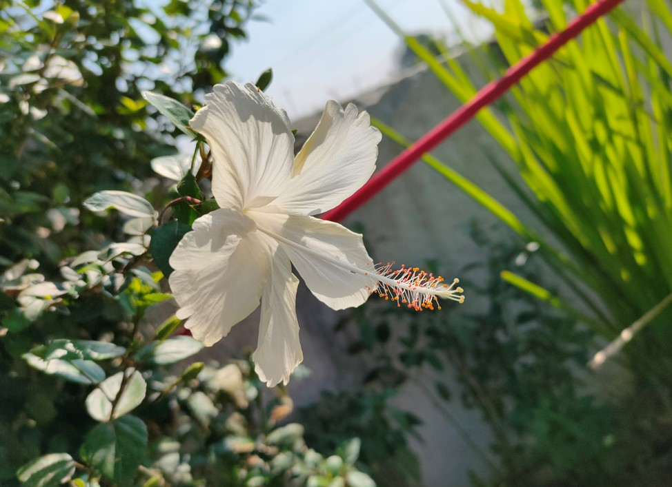 Realme GT 5G camera sample. Credit: DH Photo/KVN Rohit