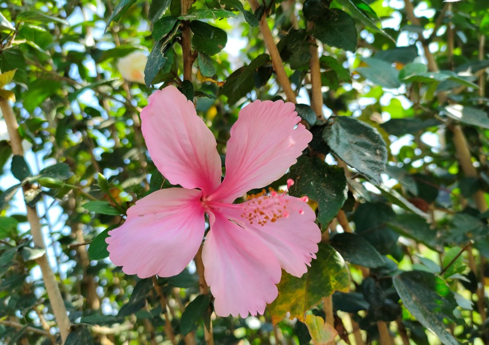 Realme GT 5G camera sample. Credit: DH Photo/KVN Rohit