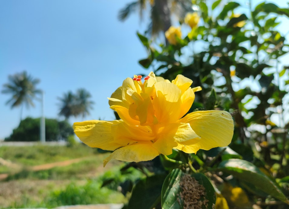 Realme GT 5G camera sample. Credit: DH Photo/KVN Rohit