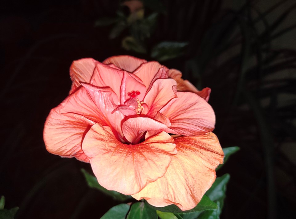 Realme GT 5G camera sample with just LED flash on. Credit: DH Photo/KVN Rohit