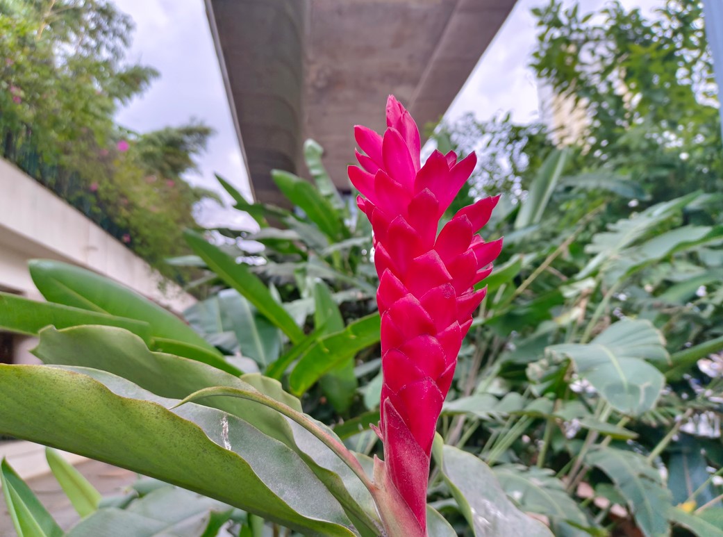 Vivo V25 Pro 5G's camera sample. Credit: DH Photo/KVN Rohit