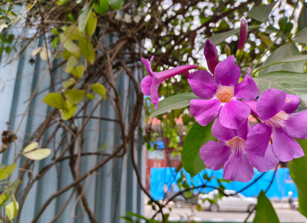 Vivo V25 Pro 5G's camera sample. Credit: DH Photo/KVN Rohit