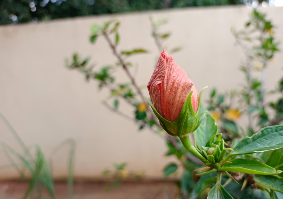 Vivo V21 5G camera sample. Credit: DH Photo/KVN Rohit