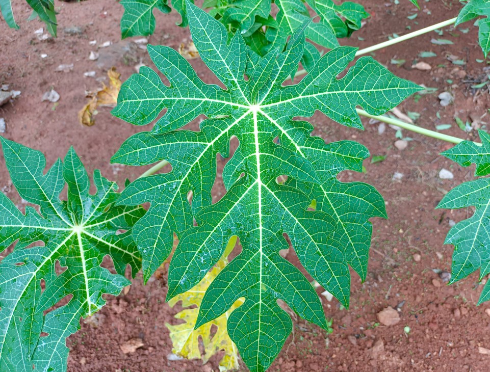 Vivo V21 5G camera sample. Credit: DH Photo/KVN Rohit
