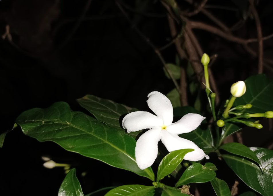 Vivo V21 5G camera sample taken in the night with LED flash on. Credit: DH Photo/KVN Rohit