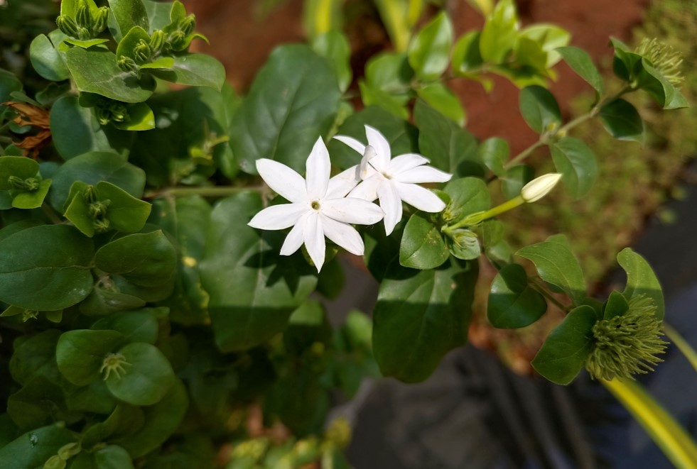 Vivo V23 Pro 5G camera sample. Credit: DH Photo/KVN Rohit