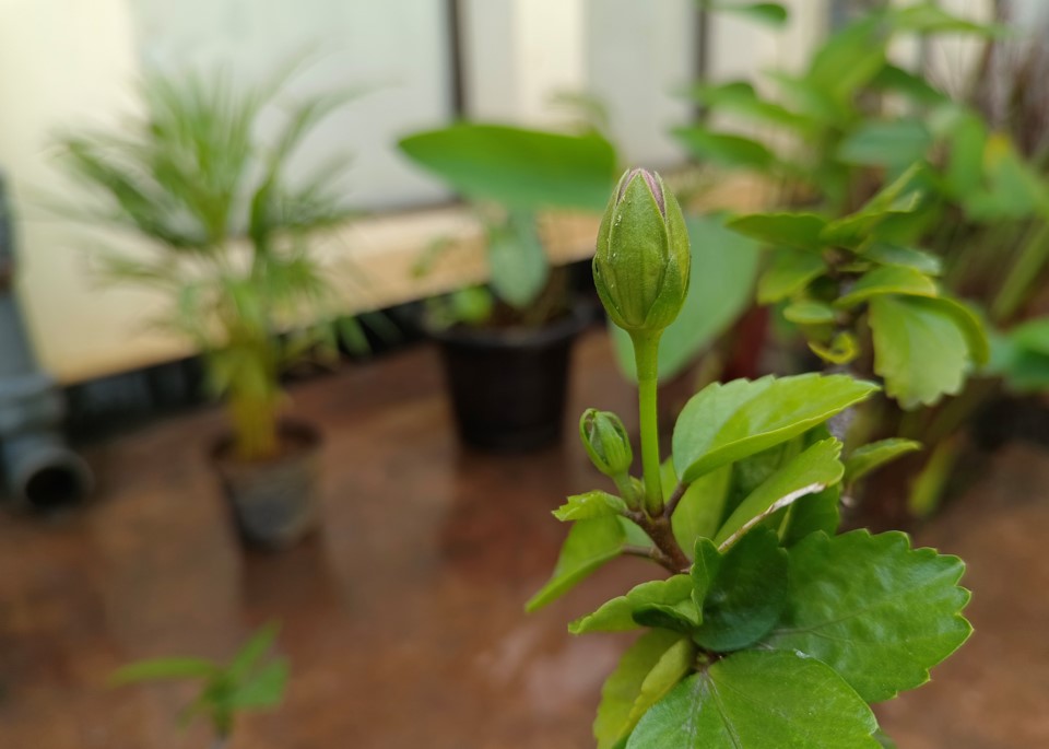 Vivo V23 Pro 5G camera sample. Credit: DH Photo/KVN Rohit