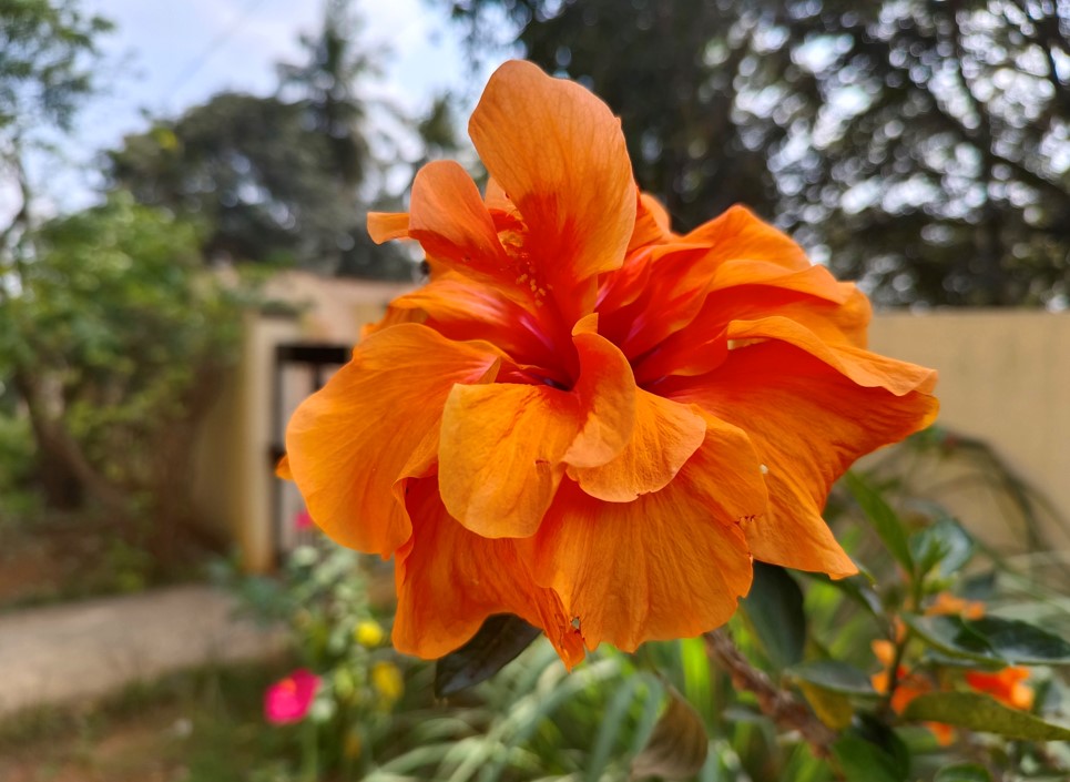 Vivo V23 Pro 5G's camera sample photo. Credit: DH Photo/KVN Rohit