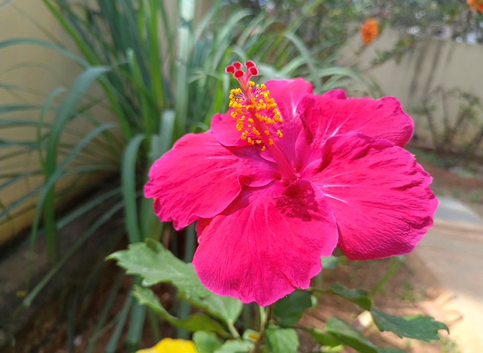 Vivo V23 Pro 5G's camera sample photo. Credit: DH Photo/KVN Rohit
