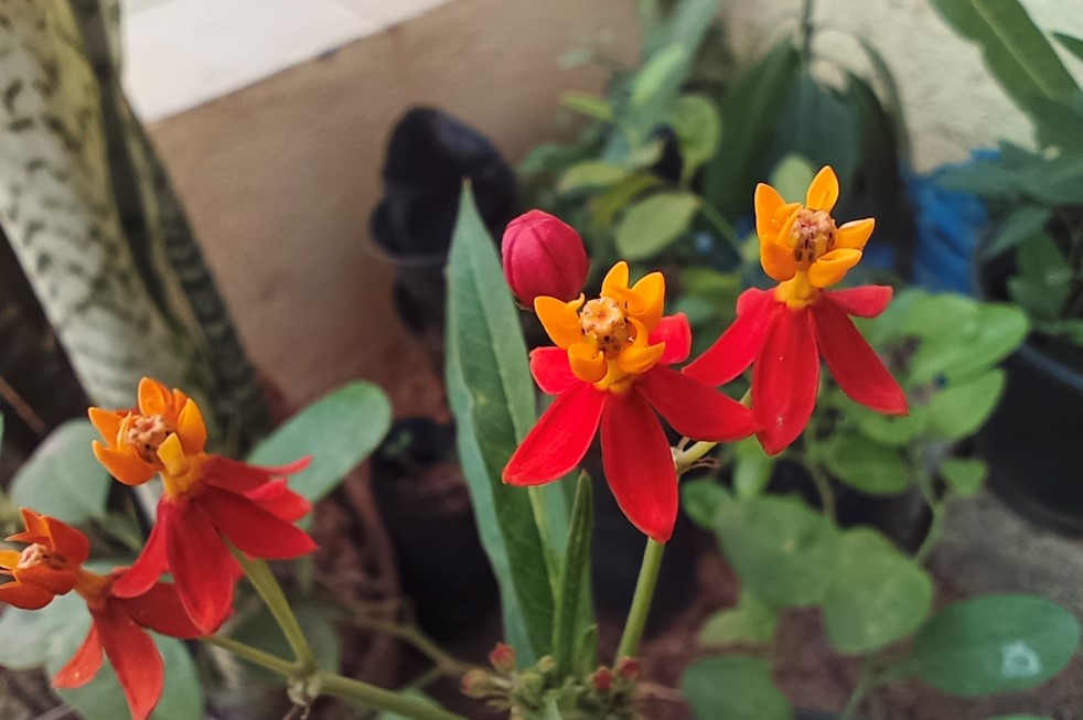 Vivo V23 Pro 5G's camera sample photo. Credit: DH Photo/KVN Rohit
