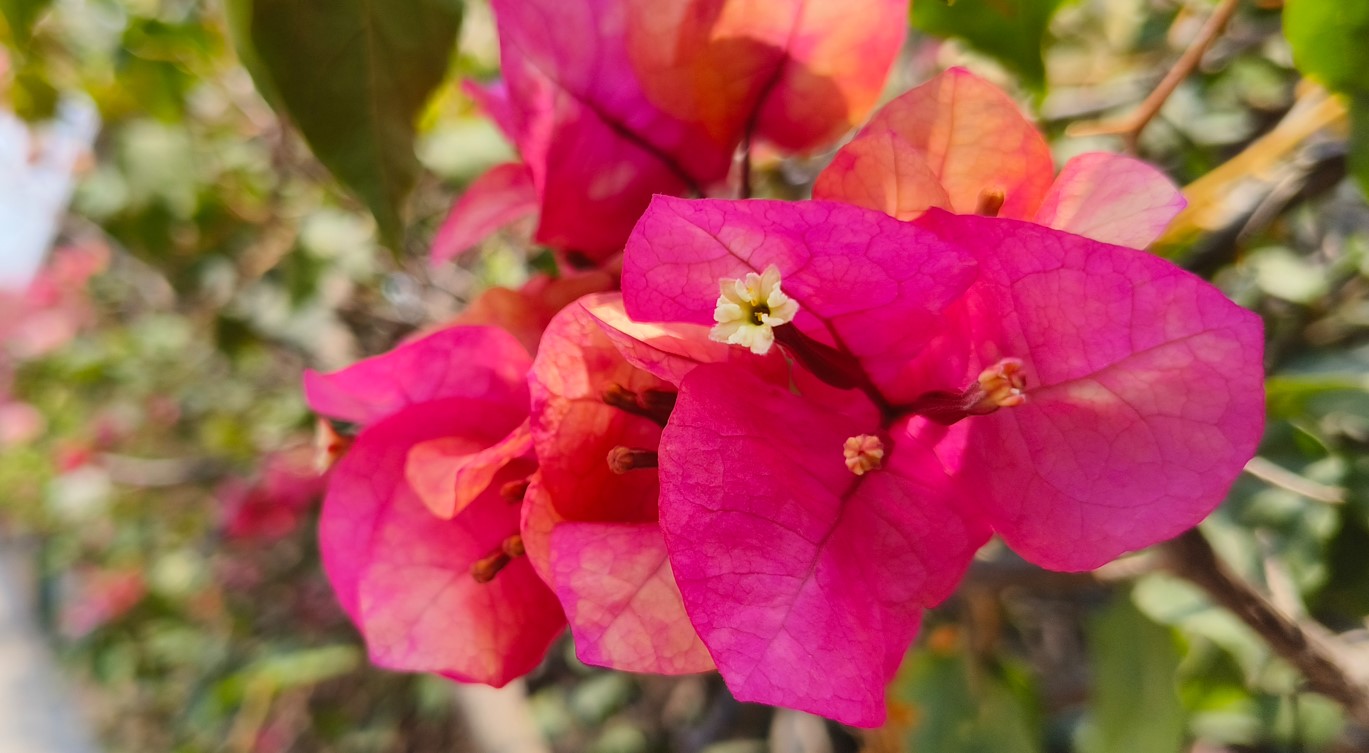 Vivo V27 5G's camera sample. Credit: DH Photo/KVN Rohit
