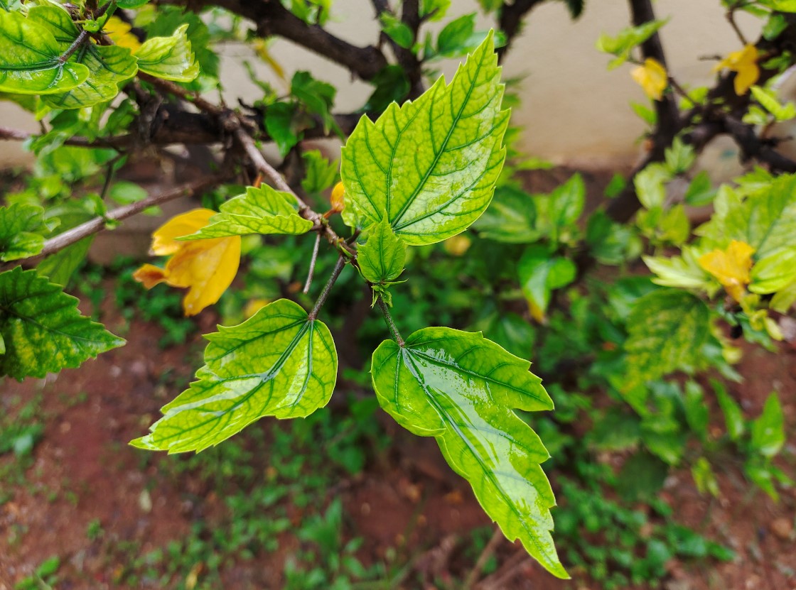Vivo X50 Pro camera sample. Credit: DH Photo/KVN Rohit