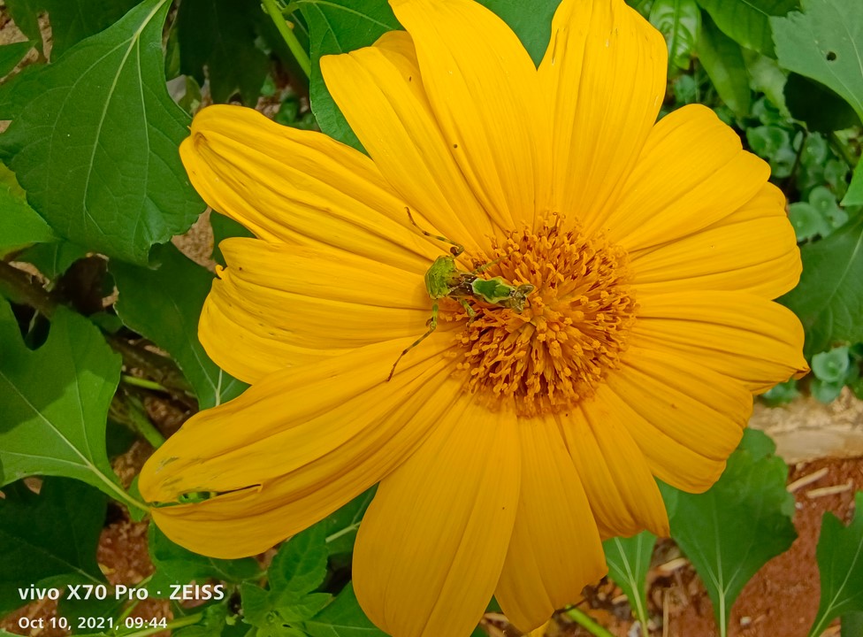 Vivo X70 Pro camera sample. Credit: DH Photo/KVN Rohit