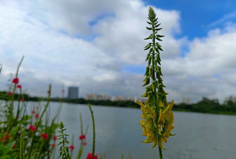 Vivo X70 Pro camera sample. Credit: DH Photo/ KVN Rohit