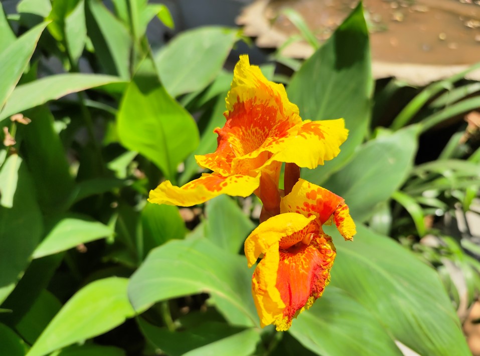 Vivo X80 Pro camera sample. Credit: DH Photo/KVN Rohit