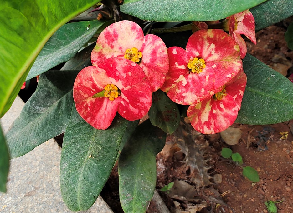 Vivo X80 Pro camera sample. Credit: DH Photo/KVN Rohit