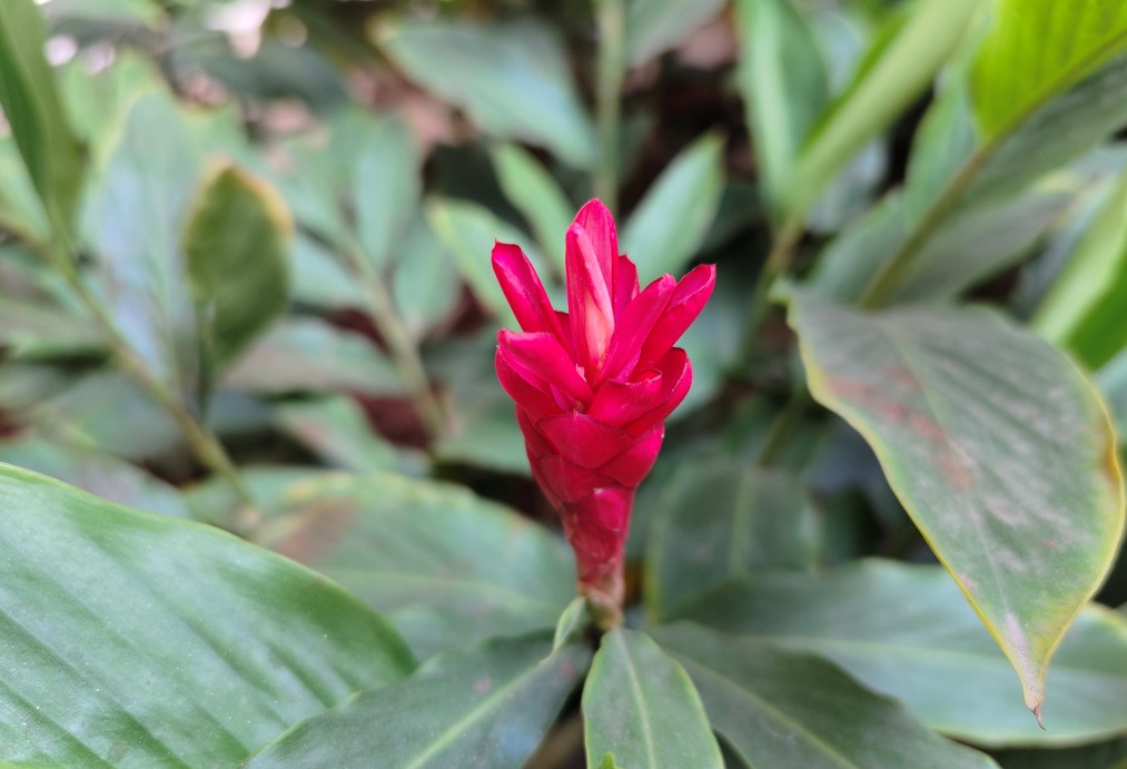 Vivo X80 Pro camera sample. Credit: DH Photo/KVN Rohit