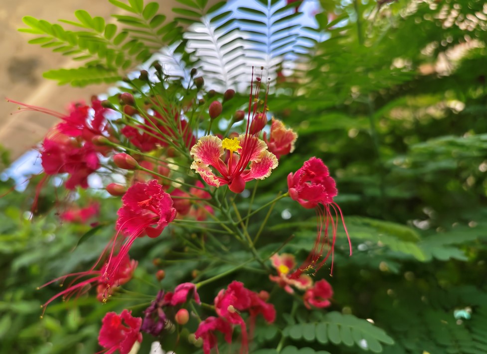 Vivo X80 Pro camera sample. Credit: DH Photo/KVN Rohit
