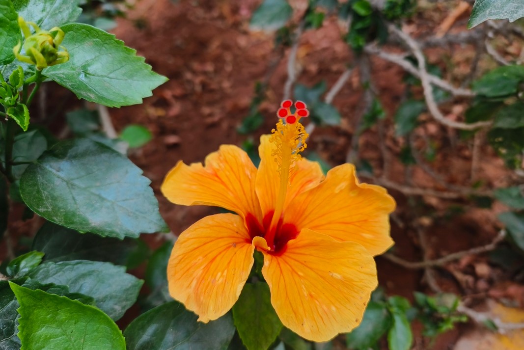 Vivo X90's camera sample. Credit: DH Photo/KVN Rohit