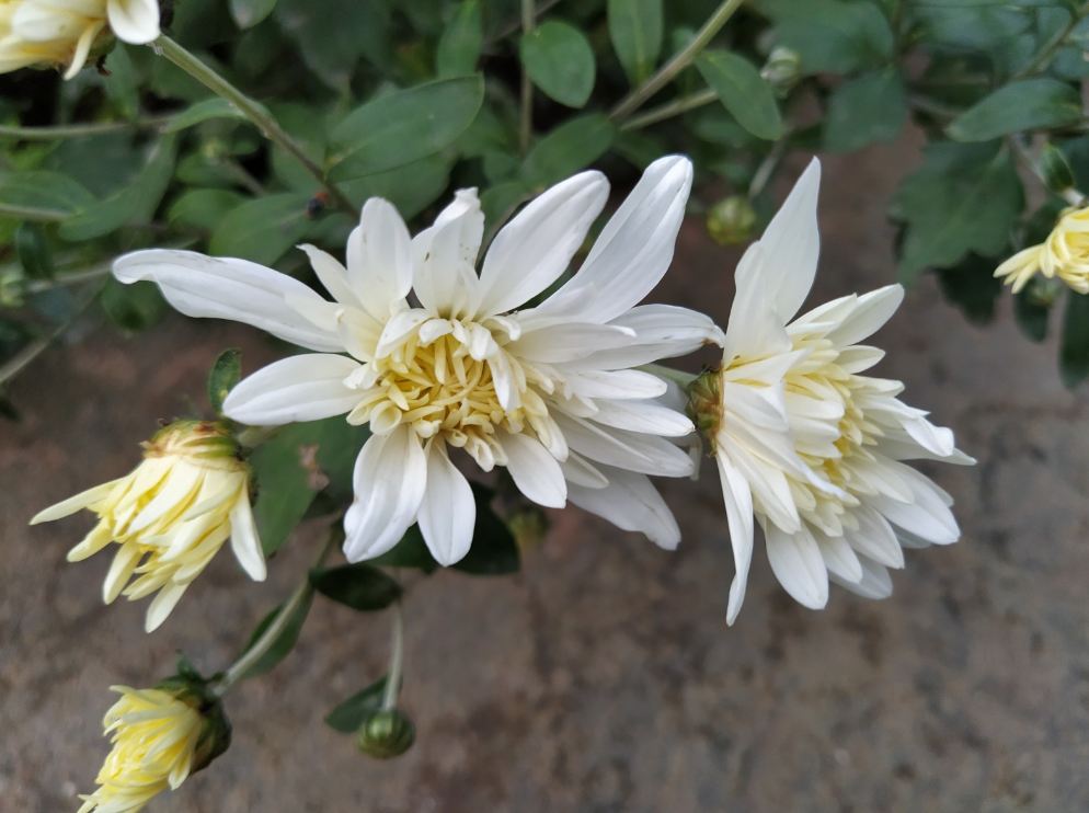 Xiaomi Mi A3 Android One camera's photo sample (DH Photo/Rohit KVN)