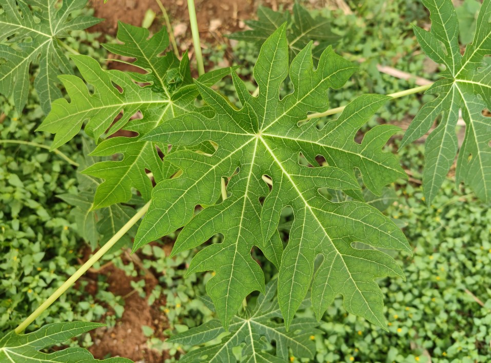 Xiaomi Mi 11 Ultra camera sample. Credit: DH Photo/KVN Rohit