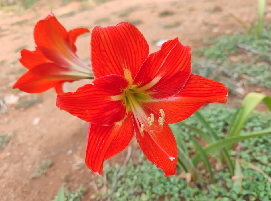 Xiaomi Mi 11 Ultra camera sample. Credit: DH Photo/KVN Rohit