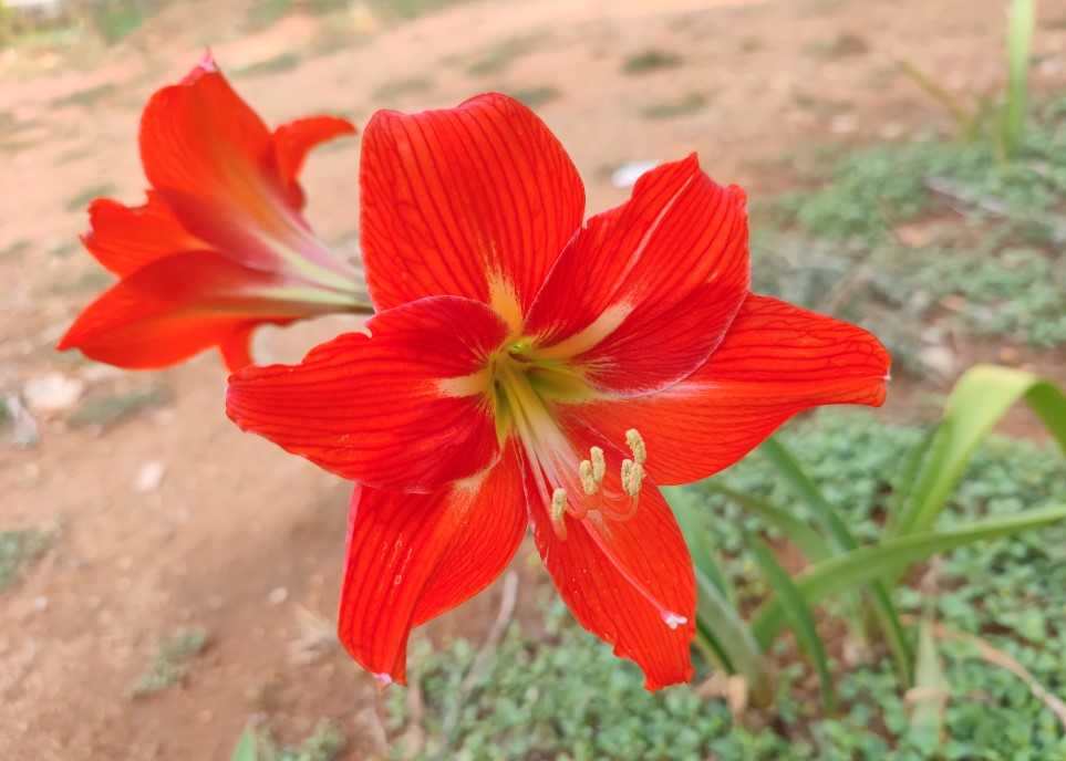 Xiaomi Mi 11 Ultra's camera sample. Credit: DH Photo/KVN Rohit
