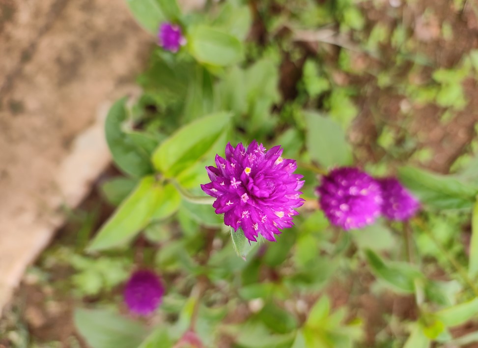 Xiaomi Mi 11 Lite camera sample. Credit: DH Photo/KVN Rohit