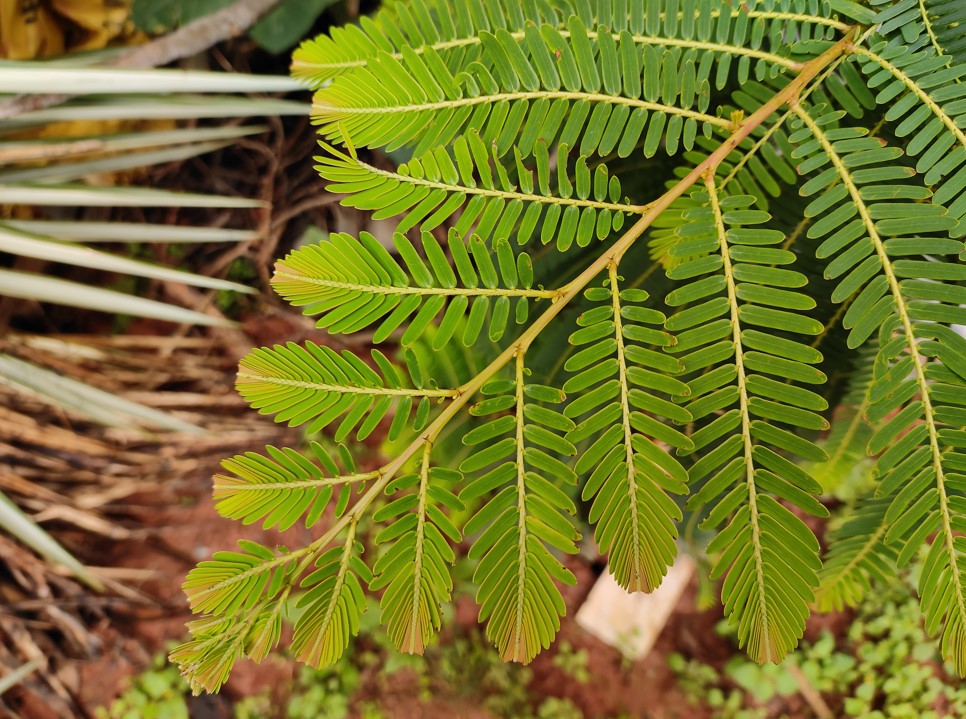 Xiaomi Mi 11 Lite camera sample. Credit: DH Photo/KVN Rohit