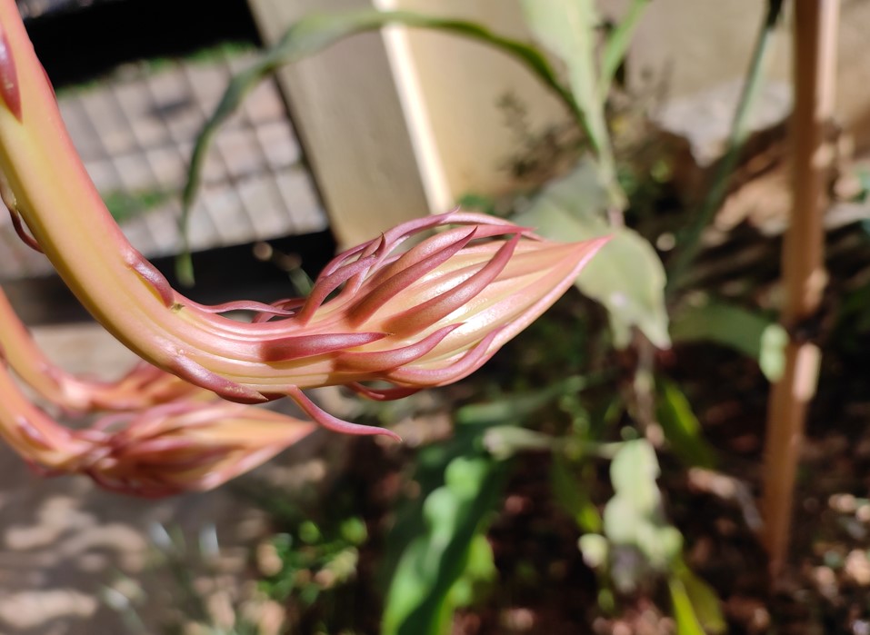 Xiaomi Mi 11 Lite camera sample. Credit: DH Photo/KVN Rohit