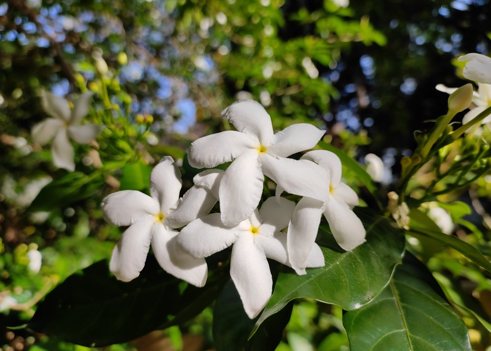 Xiaomi Mi 11 Lite camera sample. Credit: DH Photo/KVN Rohit