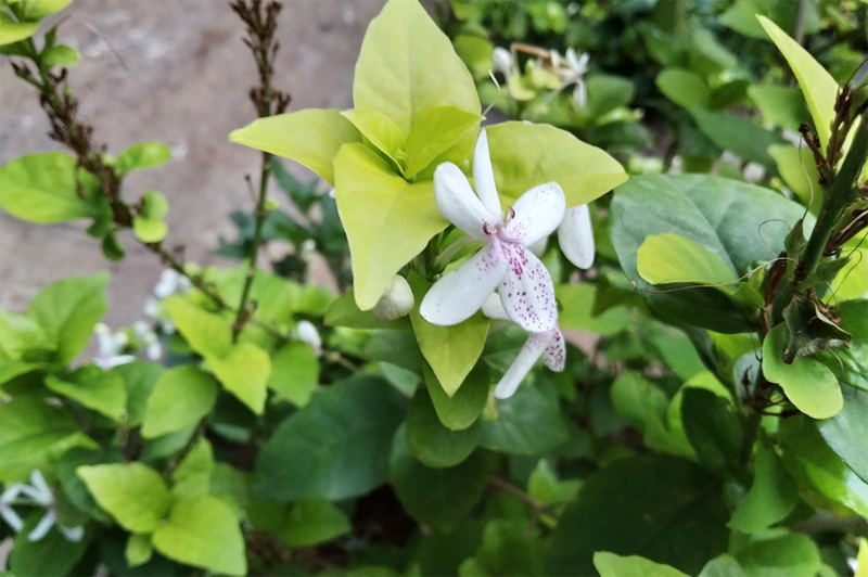 Xiaomi Redmi 7 primary camera sample taken in the evening; picture credit: Rohit KVN/DH Photo