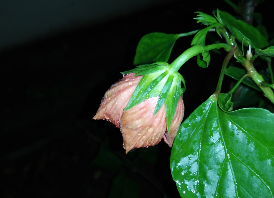 Xiaomi Redmi 7 photo sample taken in the night with LED flash on; picture credit: Rohit KVN/DH Photo