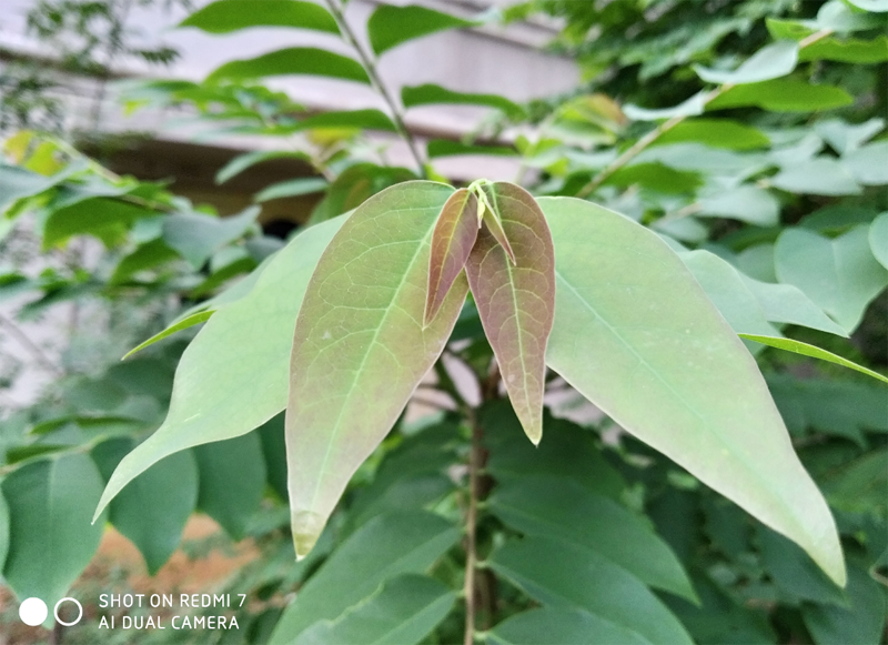 Xiaomi Redmi 7 primary camera