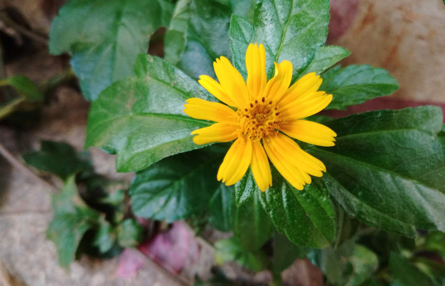Xiaomi Redmi 8A camera sample (DH Photo/Rohit KVN)