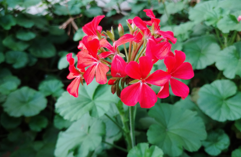 Xiaomi Redmi 8A photo sample (DH Photo/Rohit KVN)