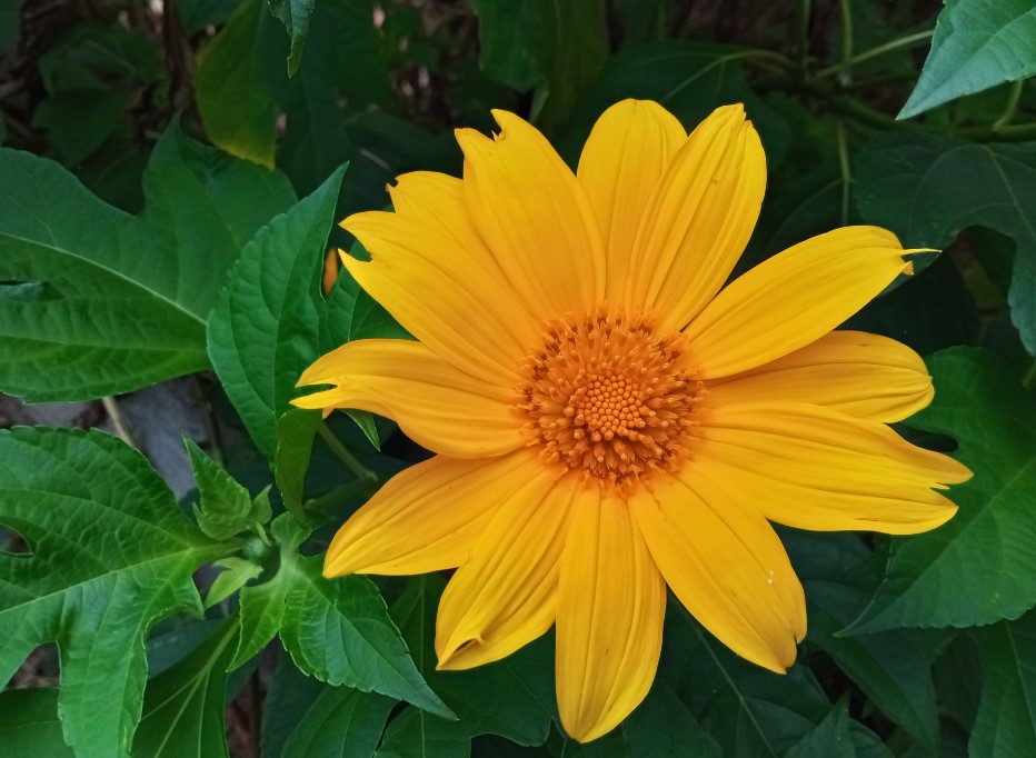 Xiaomi Redmi 9 Prime photo sample. Credit: DH Photo/KVN Rohit