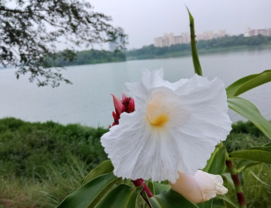 Xiaomi Redmi 9 Prime photo sample. Credit: DH Photo/KVN Rohit