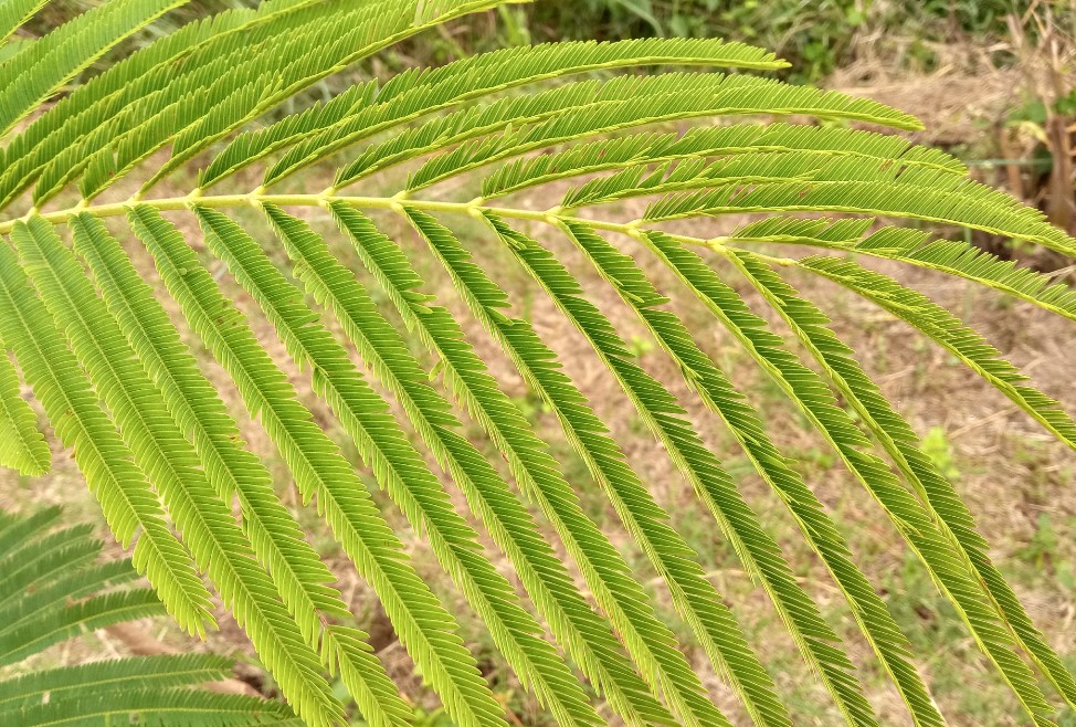 Xiaomi Redmi 9 Prime photo sample. Credit: DH Photo/KVN Rohit
