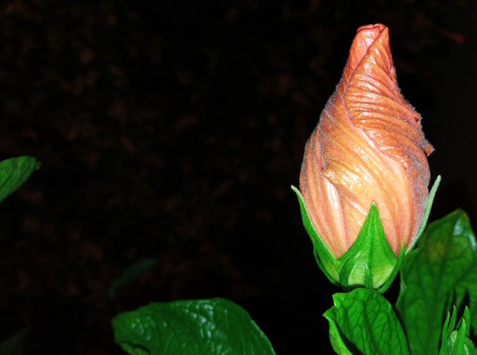 Xiaomi Redmi 9 Prime photo sample shot in the night. Credit: DH Photo/KVN Rohit
