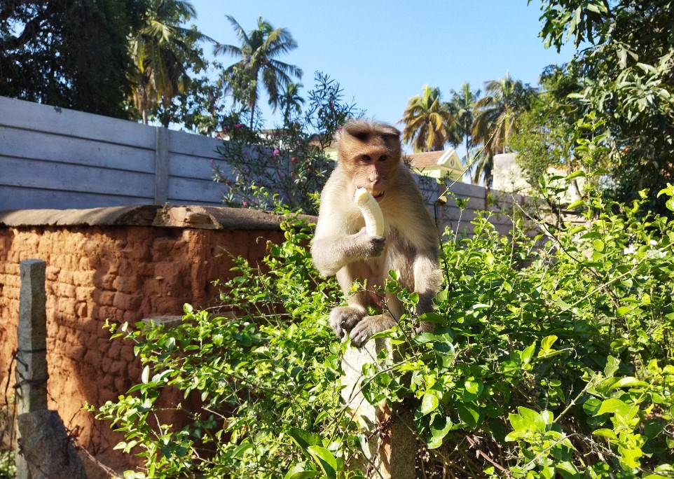 Xiaomi Redmi 9 Power camera sample. Credit: DH Photo/KVN Rohit