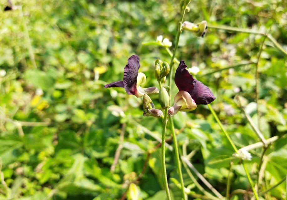 Xiaomi Redmi 9 Power camera sample. Credit: DH Photo/KVN Rohit