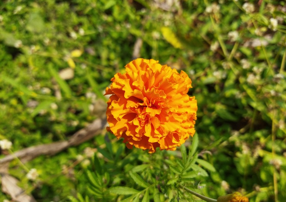 Xiaomi Redmi 9 Power camera sample. Credit: DH Photo/KVN Rohit