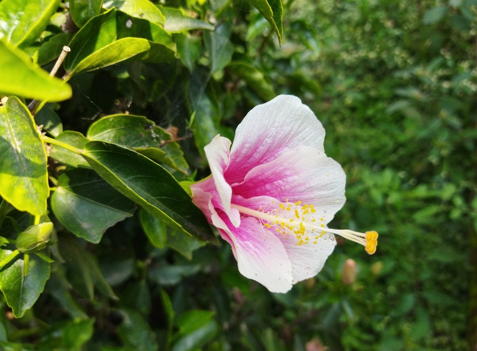 Xiaomi Redmi 9 Power camera sample. Credit: DH Photo/KVN Rohit