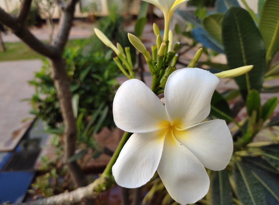 Xiaomi Redmi Note 10 camera sample. Credit: DH Photo/KVN Rohit